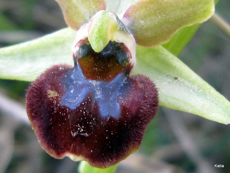 Aiuto per Ophrys