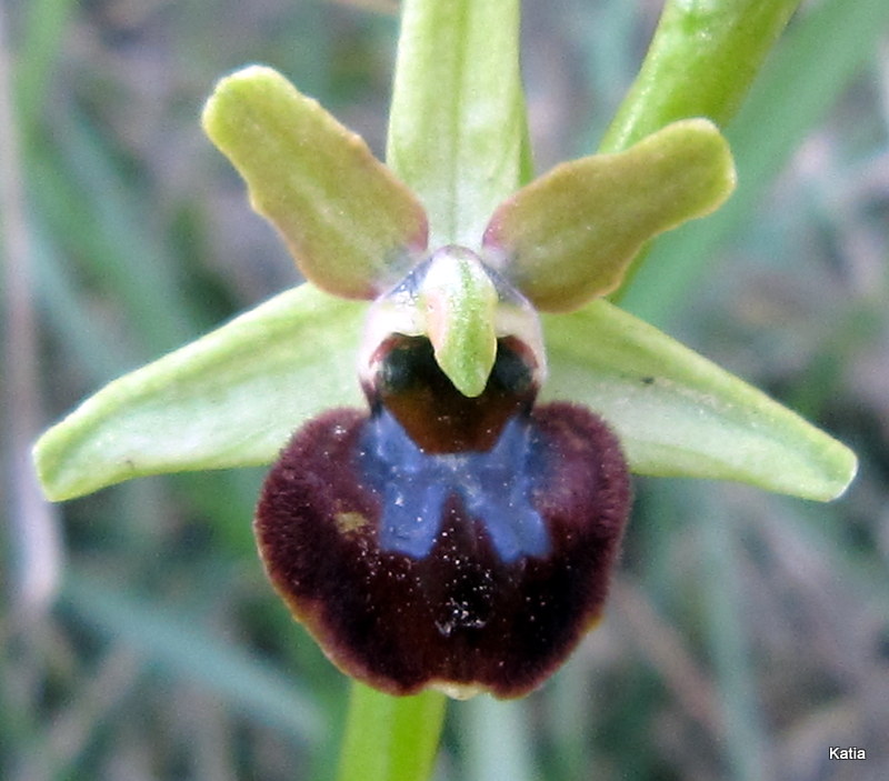 Aiuto per Ophrys