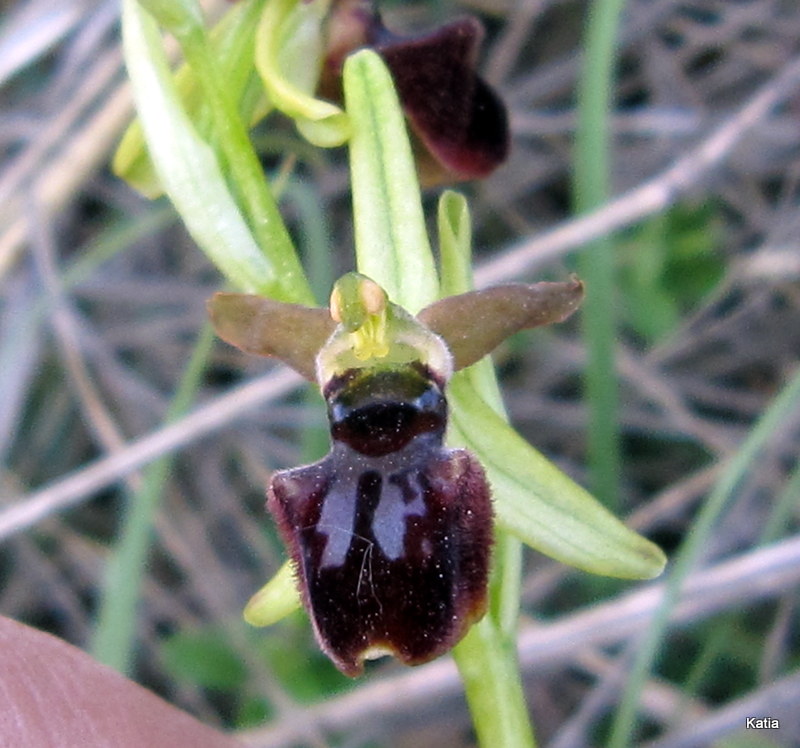 Aiuto per Ophrys