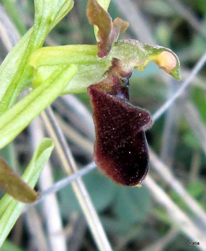 Aiuto per Ophrys