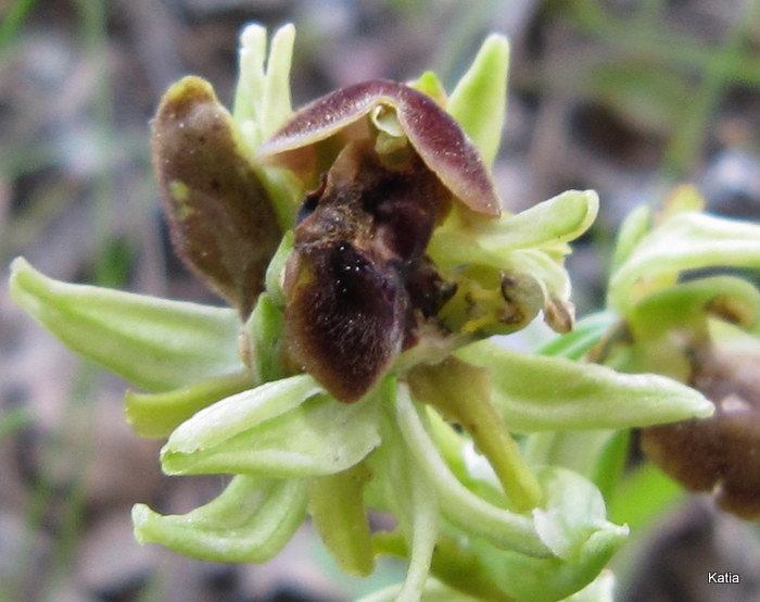 Lusus di  O.minipassionis