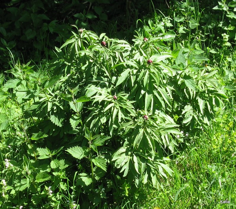 Paeonia officinalis