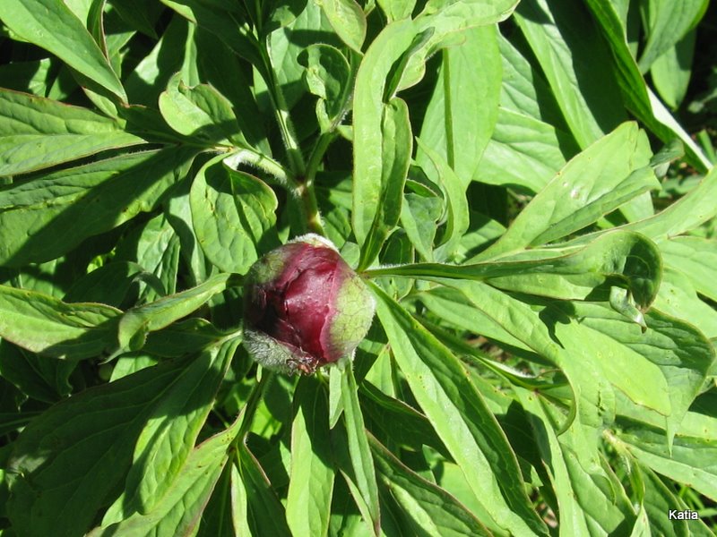 Paeonia officinalis