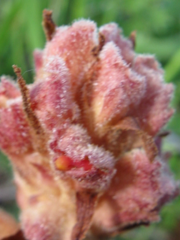 Orobanche 1
