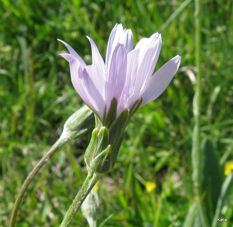 Scorzonera rosea / Scorzonera rosea