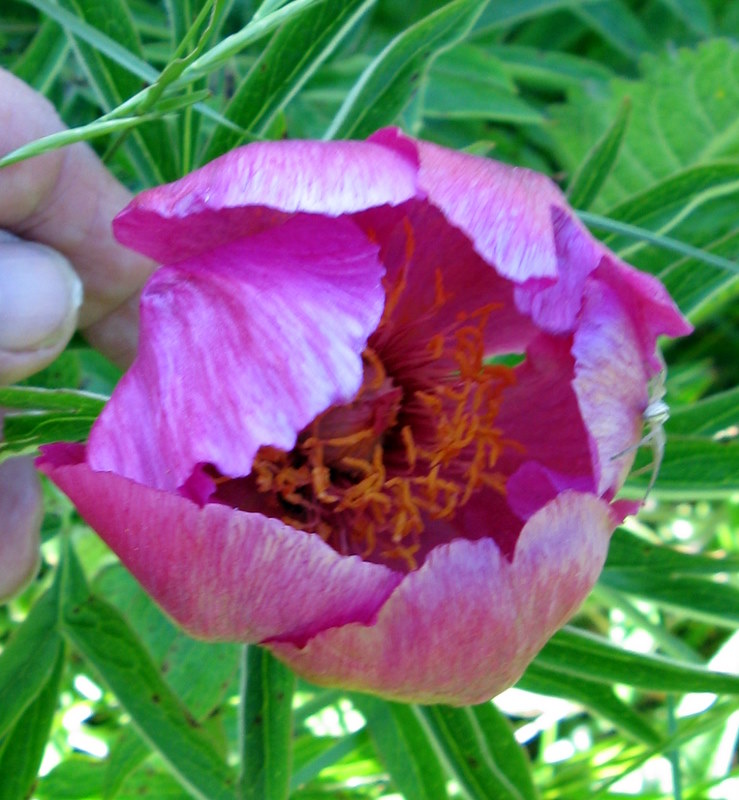 Paeonia officinalis