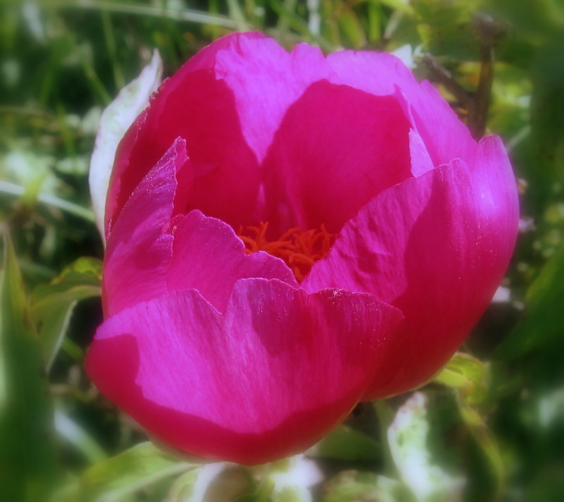 Paeonia officinalis