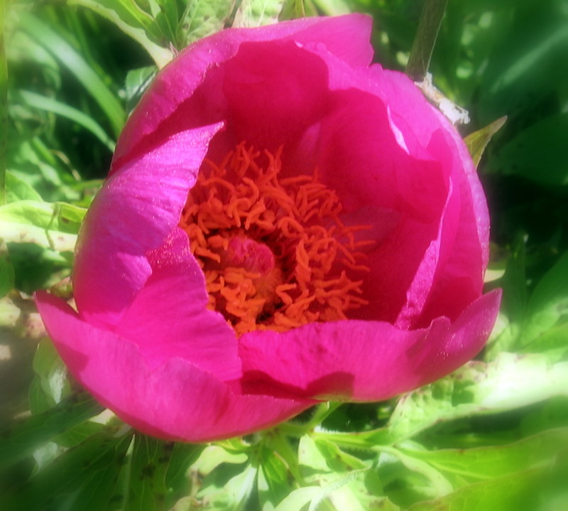 Paeonia officinalis