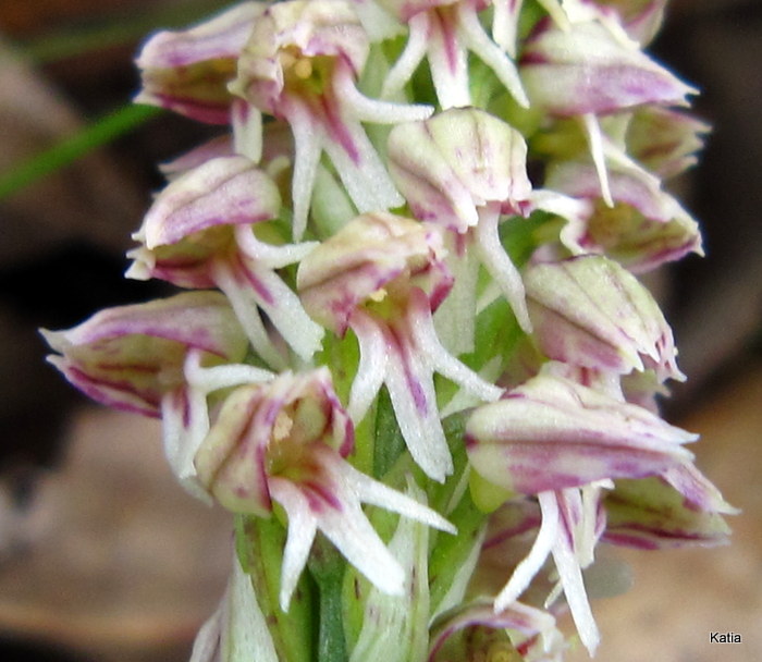 Neotinea maculata