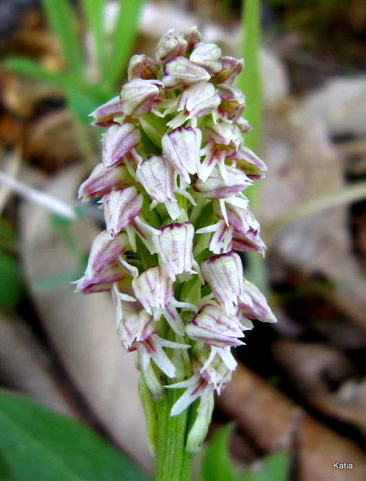 Neotinea maculata