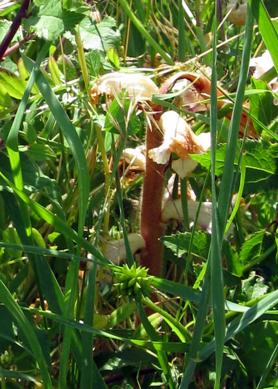 Orobanche 2