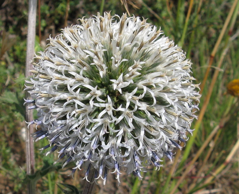 Echinops sphaerocephalus