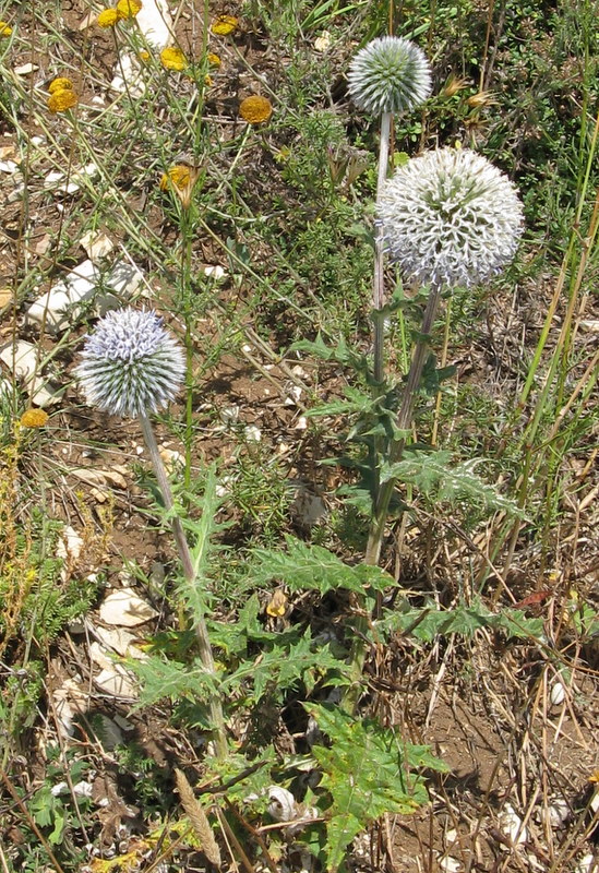 Echinops sphaerocephalus