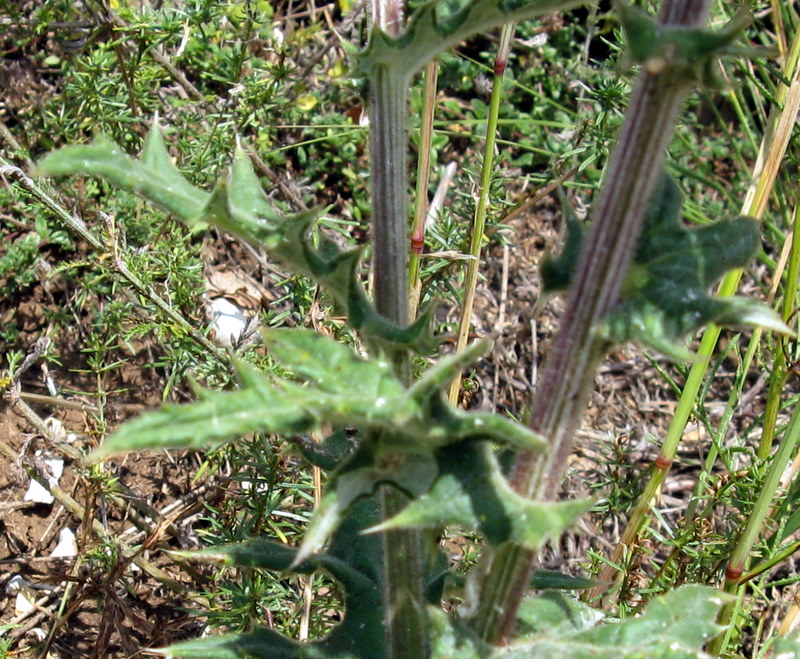 Echinops sphaerocephalus