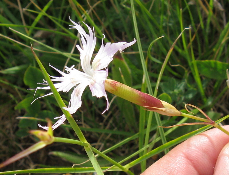 Dianthus monspessulanus / Garofano di bosco