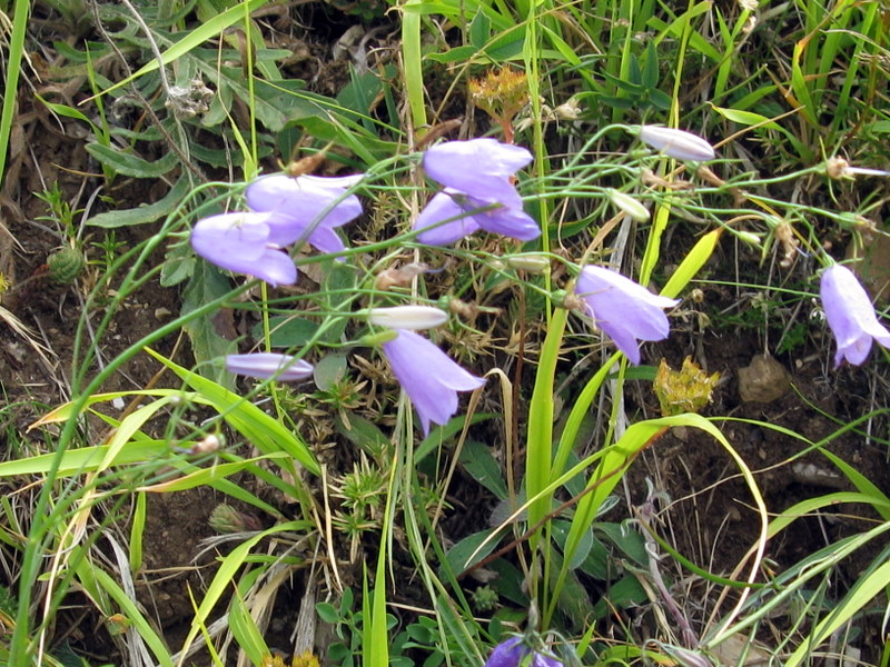 Campanula micrantha / Campanula degli appennini