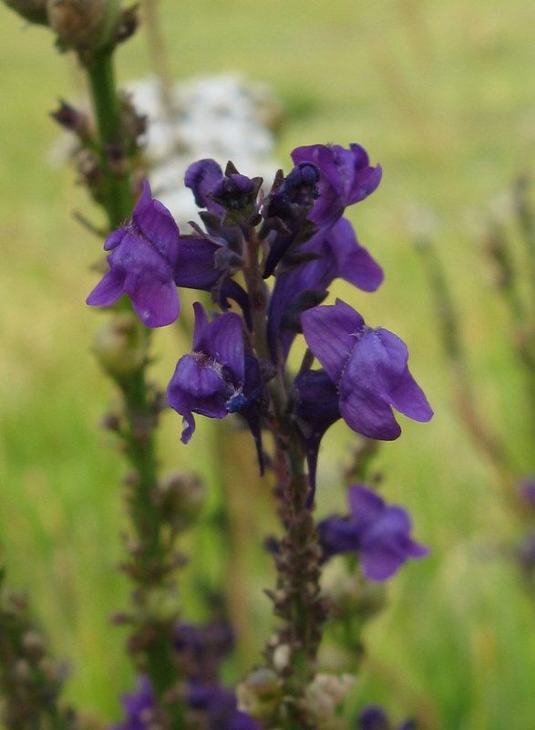 Linaria purpurea