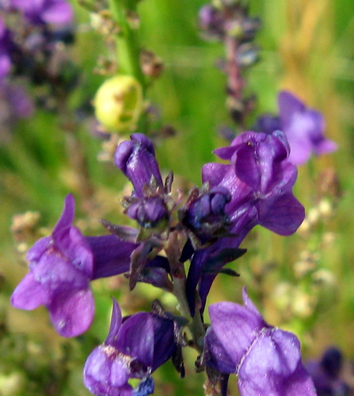 Linaria purpurea