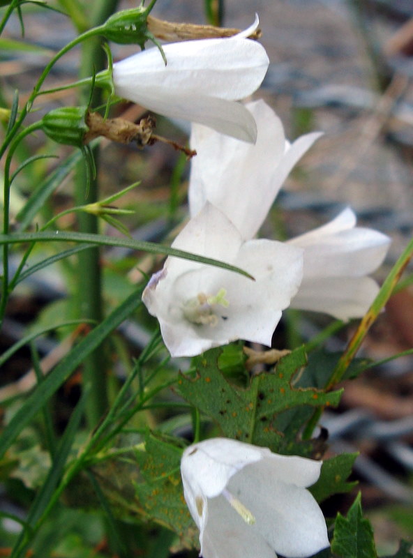Campanula micrantha / Campanula degli appennini