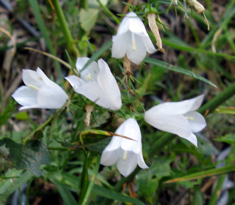 Campanula micrantha / Campanula degli appennini