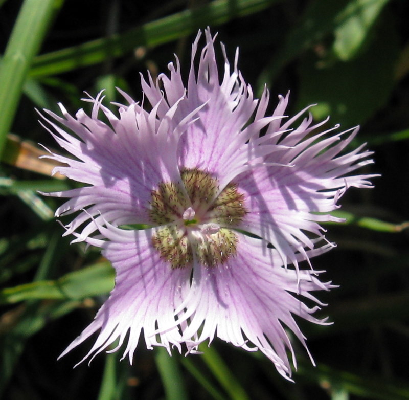 Dianthus monspessulanus / Garofano di bosco