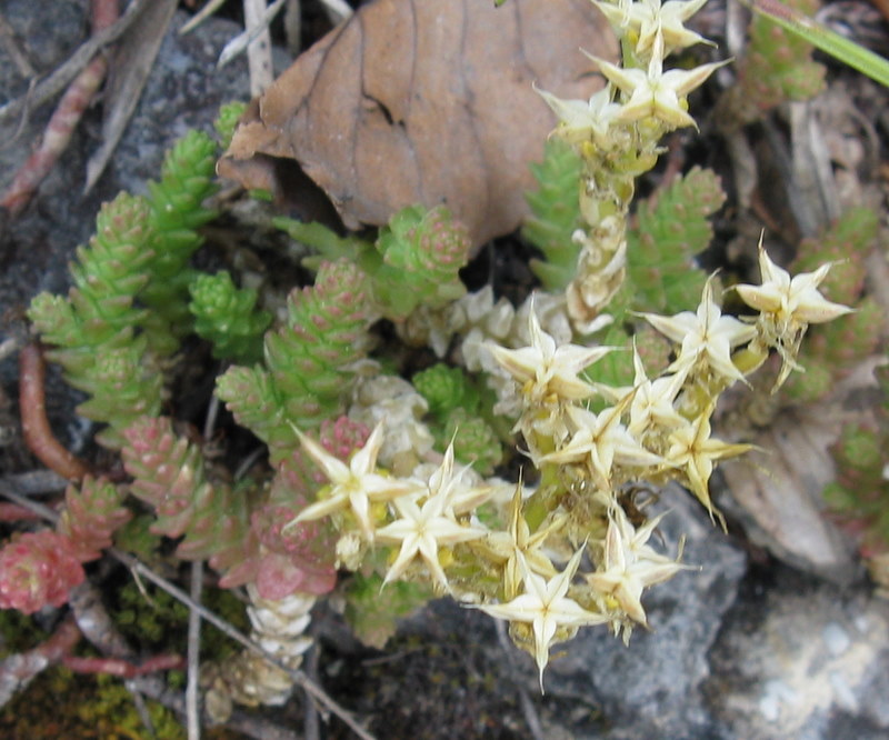 Sedum acre