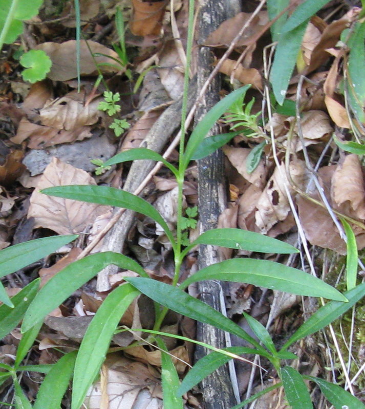 Silene ciliata