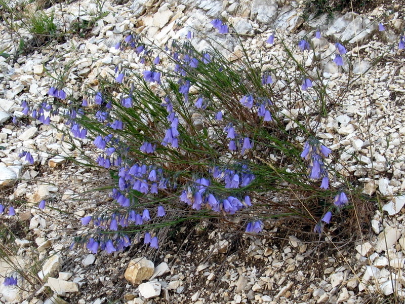 Campanula micrantha / Campanula degli appennini