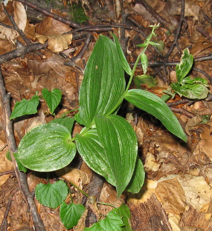 Epipactis