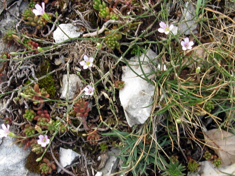 Petrorhagia saxifraga