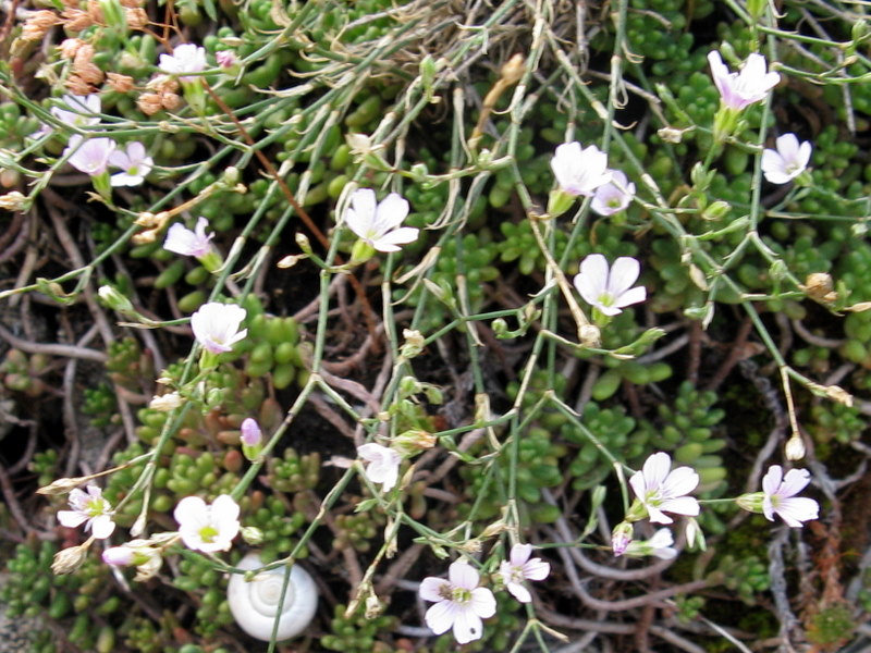 Petrorhagia saxifraga