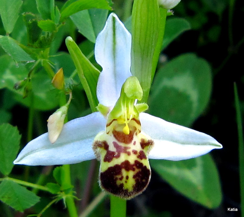 E'' normale la macula di questa O.apifera?