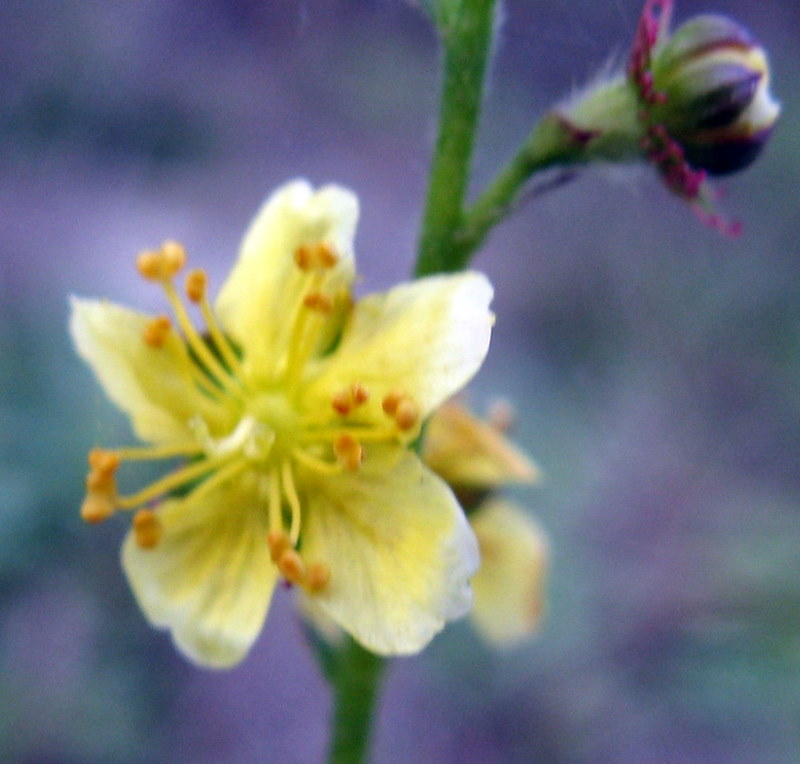 Agrimonia eupatoria