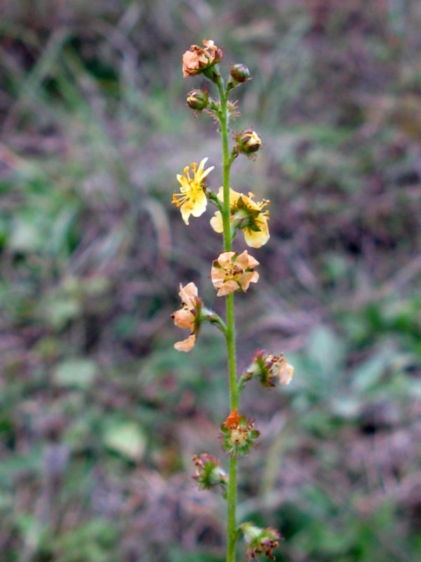 Agrimonia eupatoria