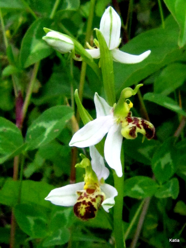 E'' normale la macula di questa O.apifera?