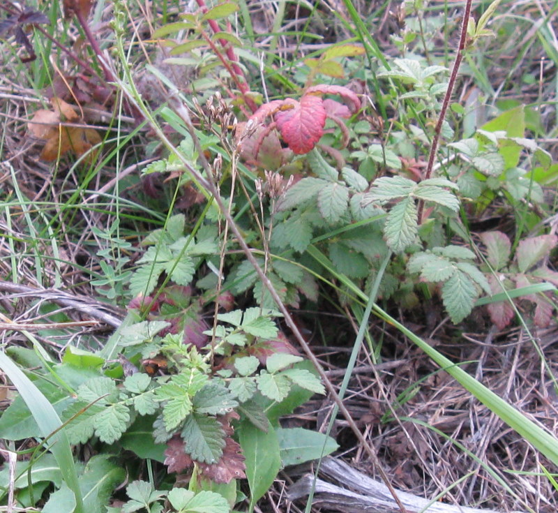 Agrimonia eupatoria