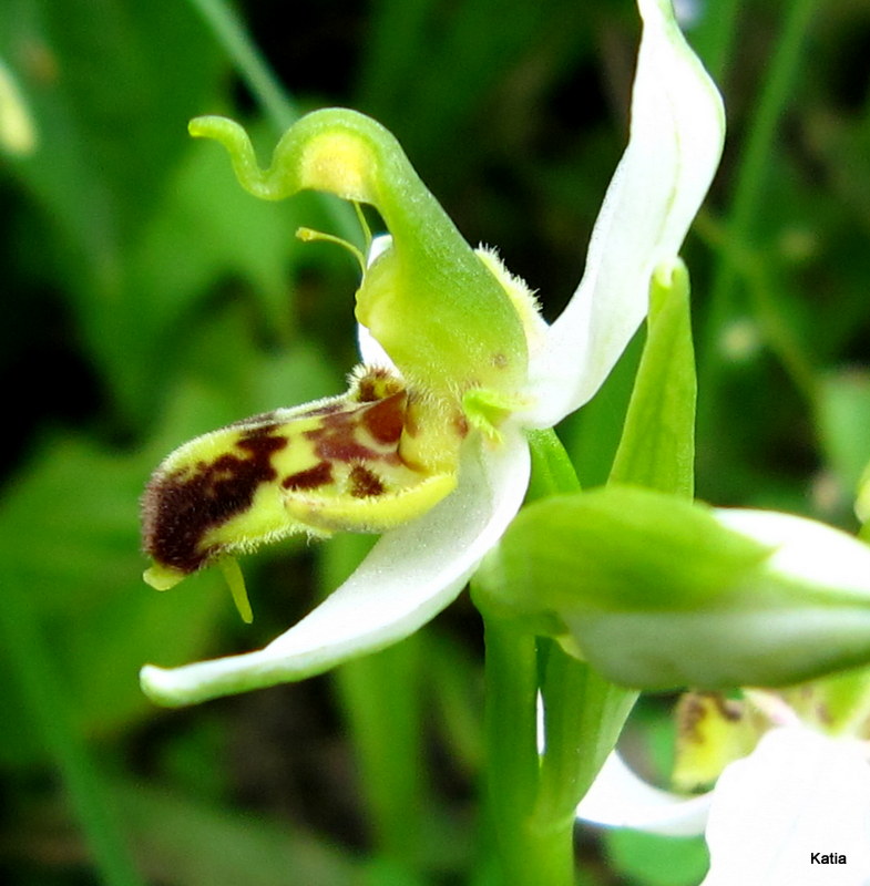 E'' normale la macula di questa O.apifera?