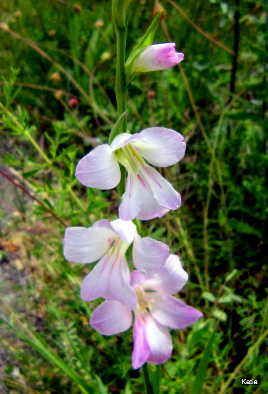Gladiolus italicus