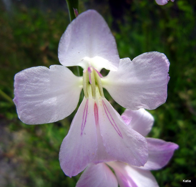 Gladiolus italicus