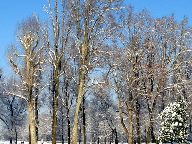 Firenze sotto la neve!