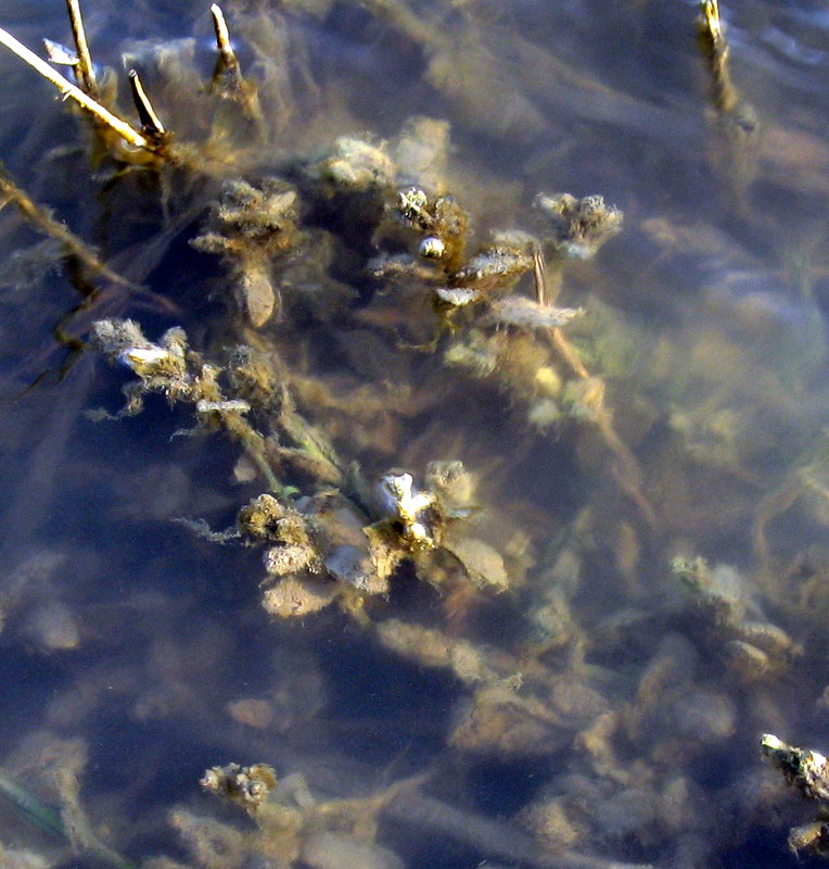 cfr. Mentha aquatica