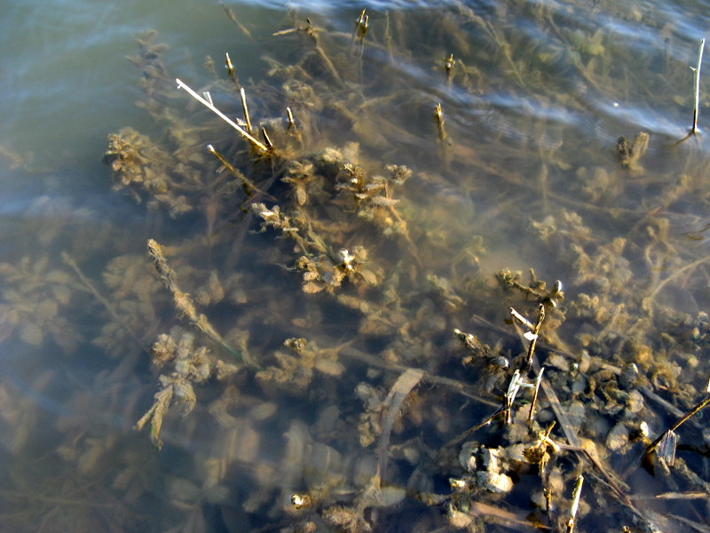 cfr. Mentha aquatica