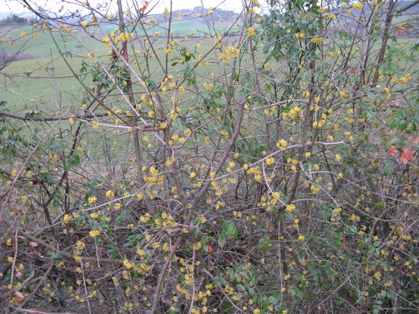 Arbusto in fiore - Cornus mas