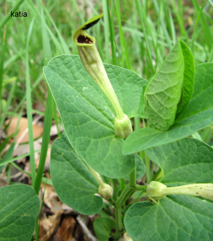 Aristolochia lutea / Aristolochia gialla