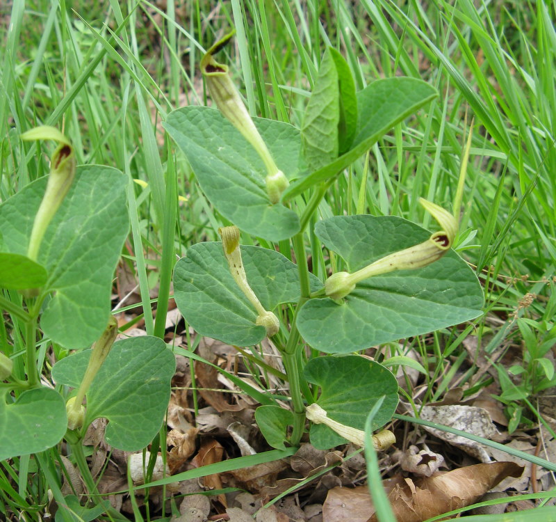 Aristolochia lutea / Aristolochia gialla