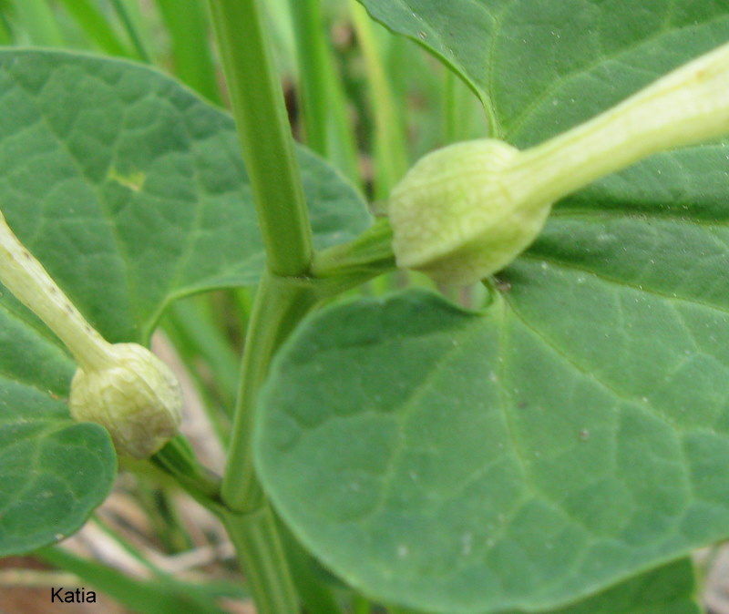 Aristolochia lutea / Aristolochia gialla
