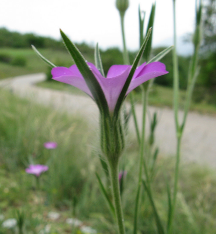 Agrostemma githago