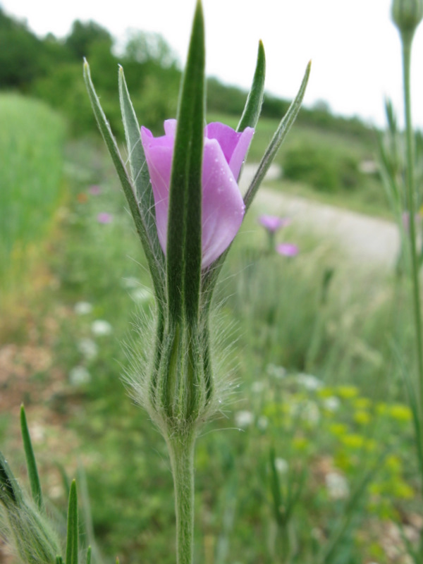 Agrostemma githago