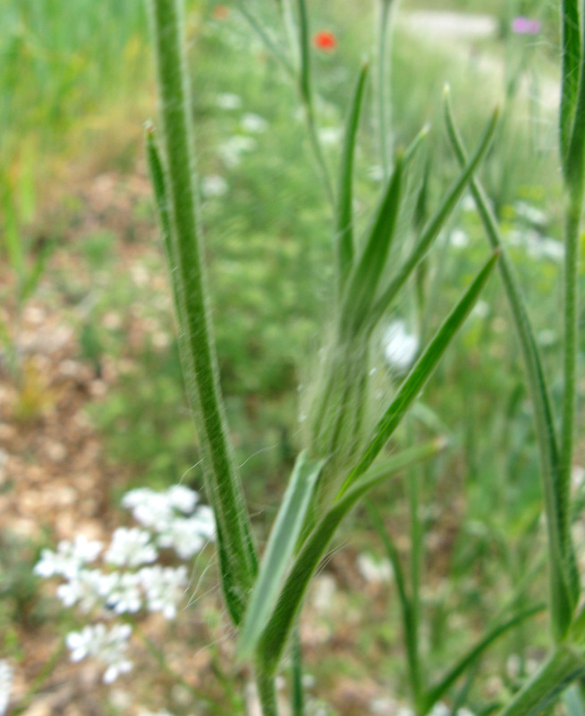 Agrostemma githago