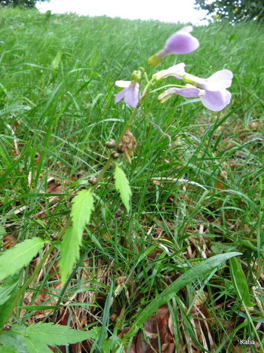 Cardamine bulbifera